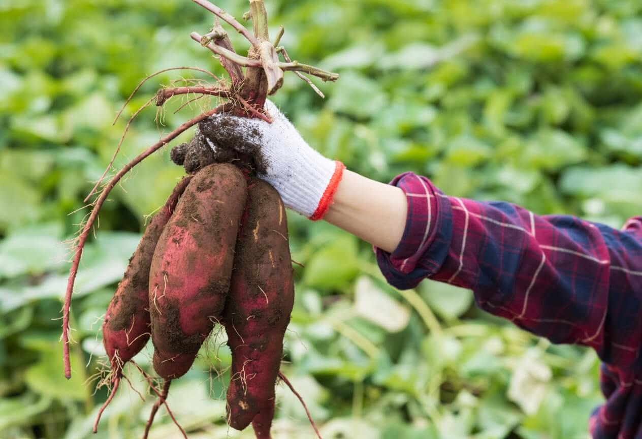 自分のペースで働く喜びを