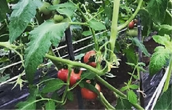 ハウス・畑作業