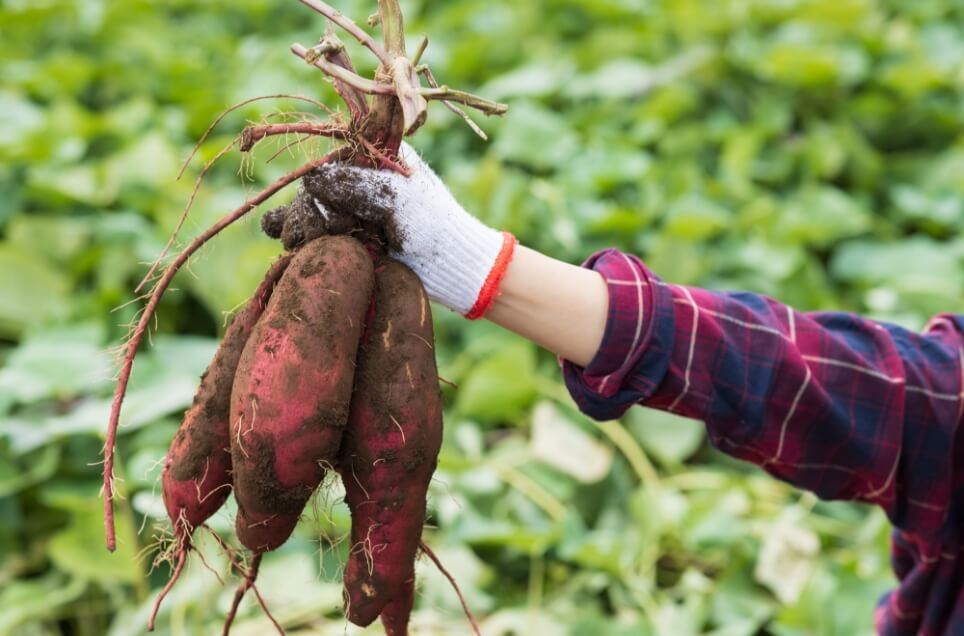 就労継続支援B型